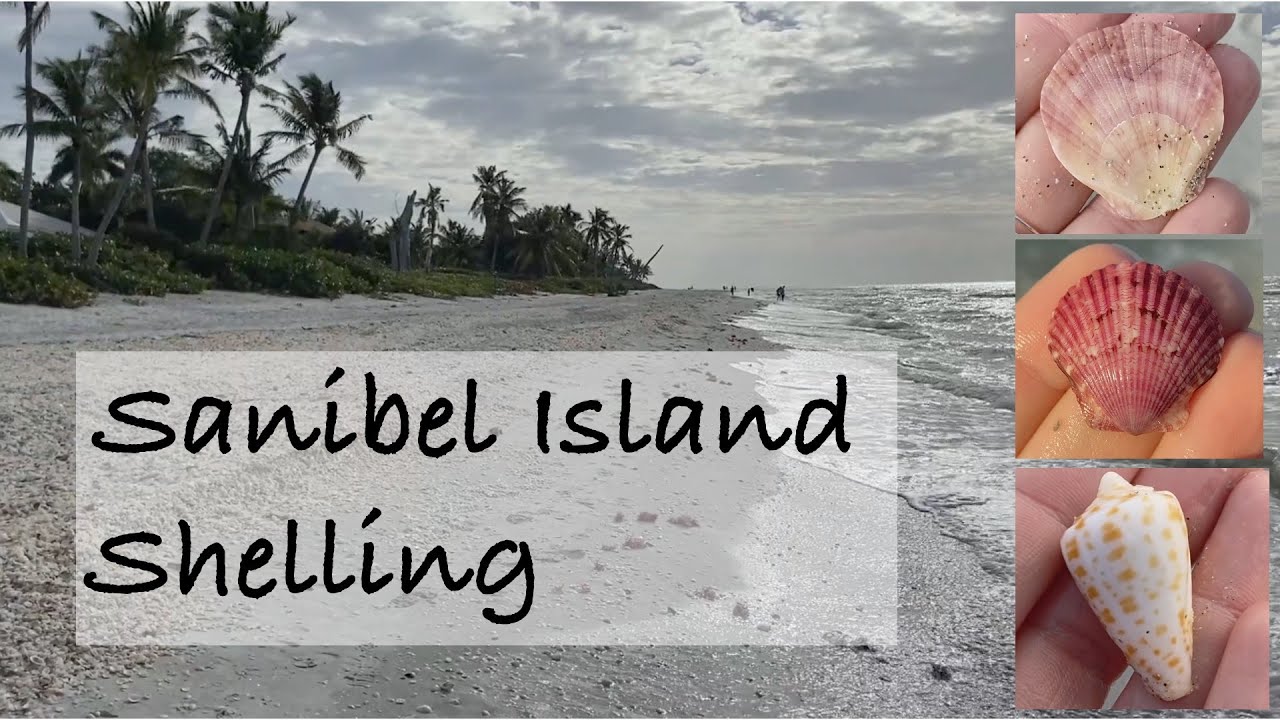 Sanibel shelling. Let's go shelling at the seashell capital of the world!