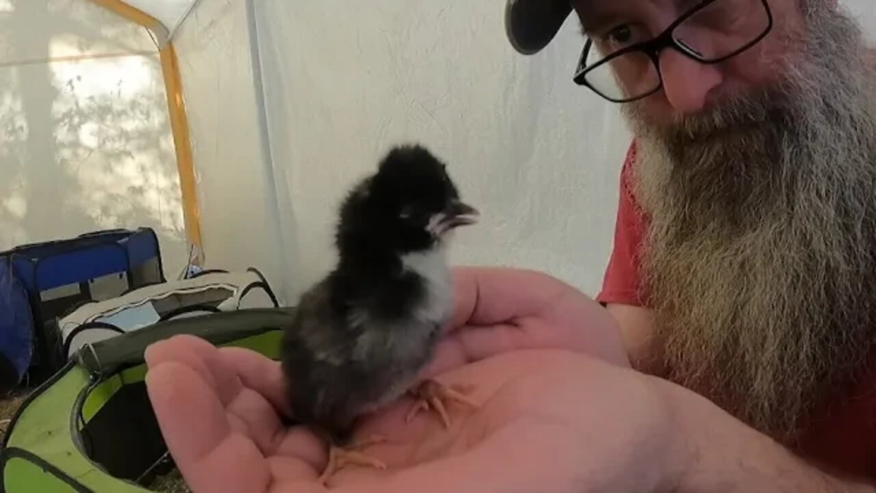 Lotta Work To Create Baby Chick Cuteness