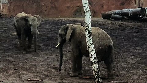 Elefants 🐘 fighting at Zoo Magdeburg 🐘