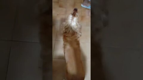 #dogshow , #animals , #dogs , #shorts
