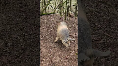 Pig Rooting in the Forest @UncleTimsFarm #kärnəvór #carnivore #shorts #pigtalk