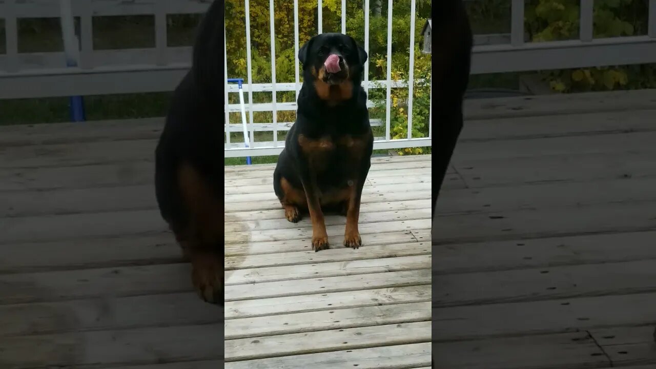 Spying On My Rottweiler 💖💛 #rottweiler #shorts