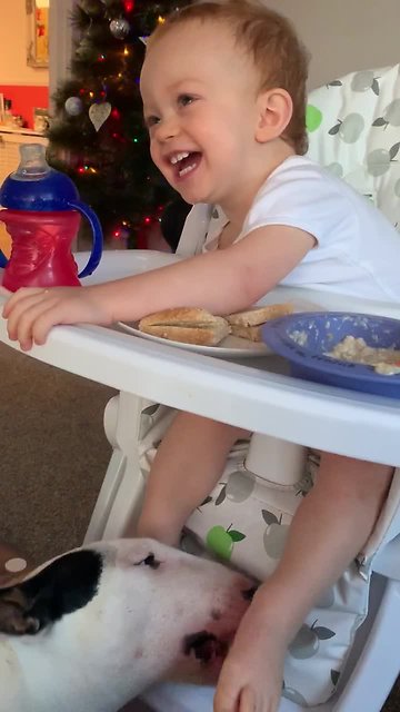 Laughing baby adorably gets feet tickled by dog