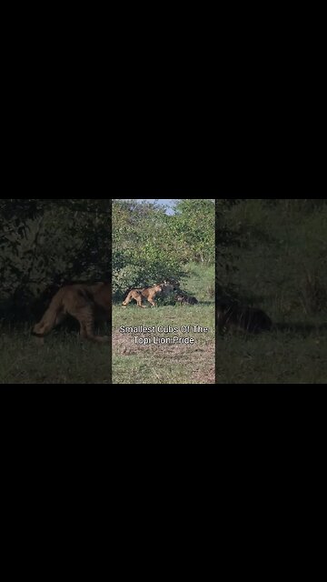Wildlife Sightings Today 25/01/23 (Lions, etc) | Lalashe Maasai Mara | #shorts | #ShortsAfrica