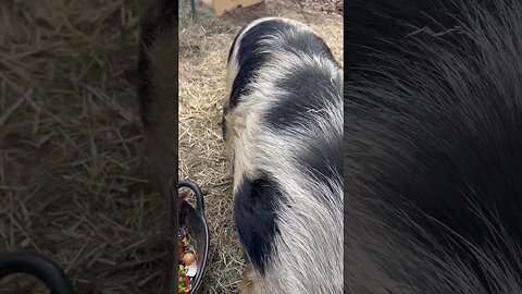 Elizabeth is starting to look pregnant 🤞🏻#kunekune #farming #fy #fyp