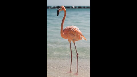 Flamingo sound #flamingo #bird #pink