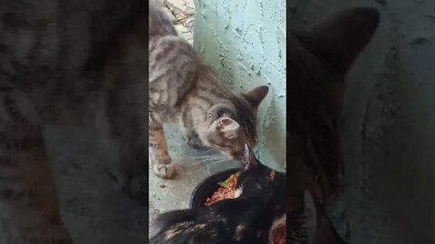 Strange Cat Gets Brave, But Still Won't Eat.