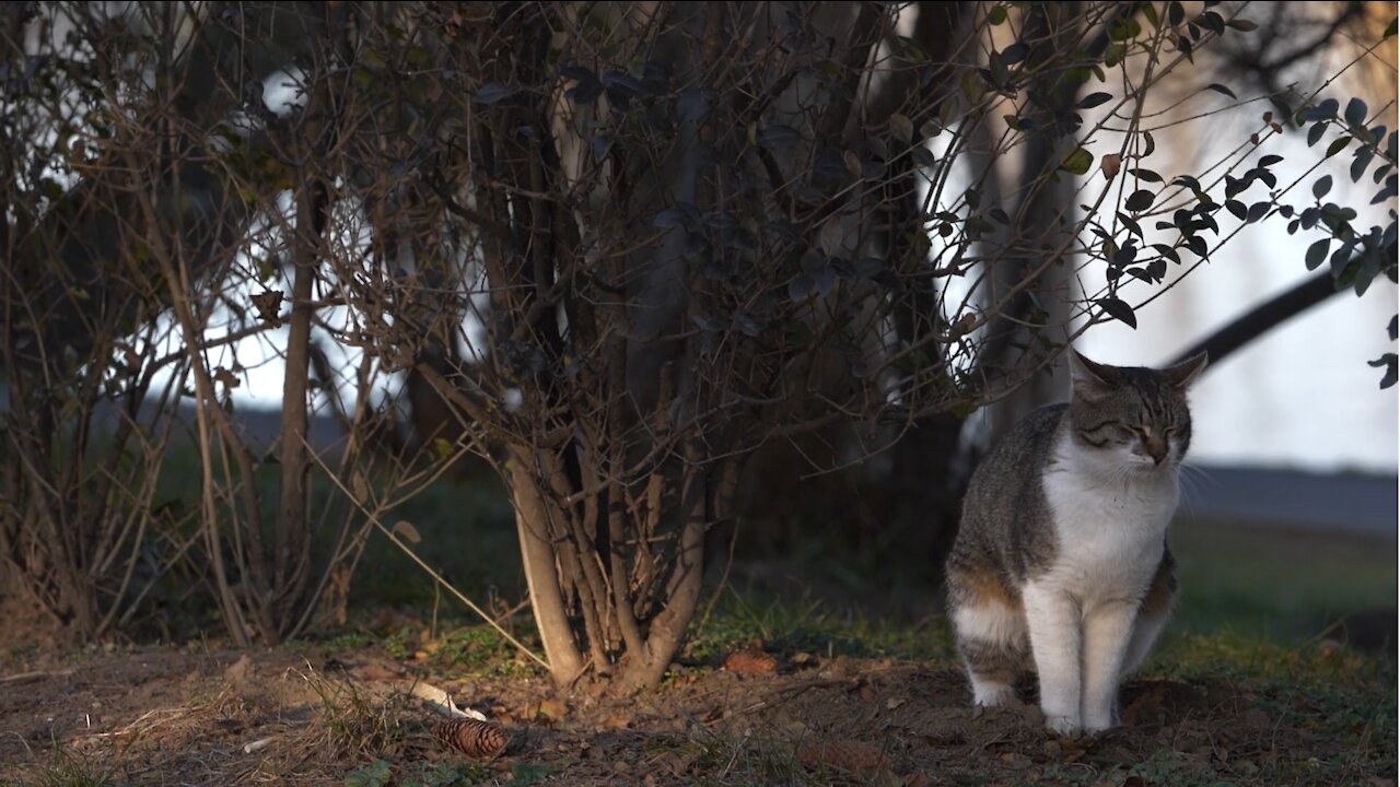 cat slow motion funny