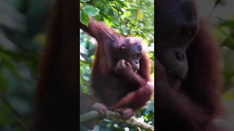 Orangutan Sound Learn Animals is FUN shorts