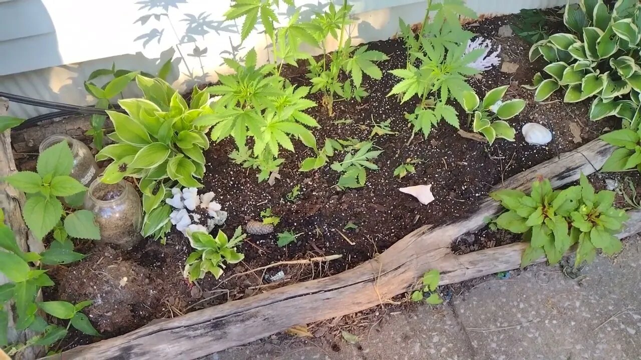 fast update on the outdoor 2023 cannabis grow