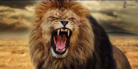 Roaring and Growling Lions Scary but Funny