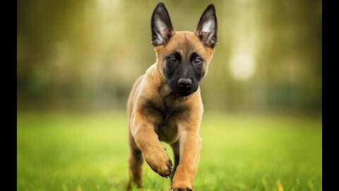 Belgian Malinois Puppies & MAINE COON CAT