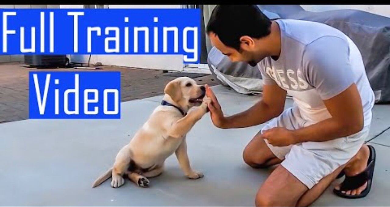 Labrador Puppy Learning and Performing Training Commands | Dog Showing All Training Skills