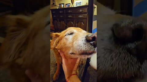 RETURN MR. PILLS,Tian age 12 #cute #funny #best #dog #goldendays #goldenretriever