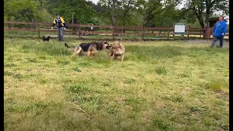 German Shepherd and Pitbull playing aggressively