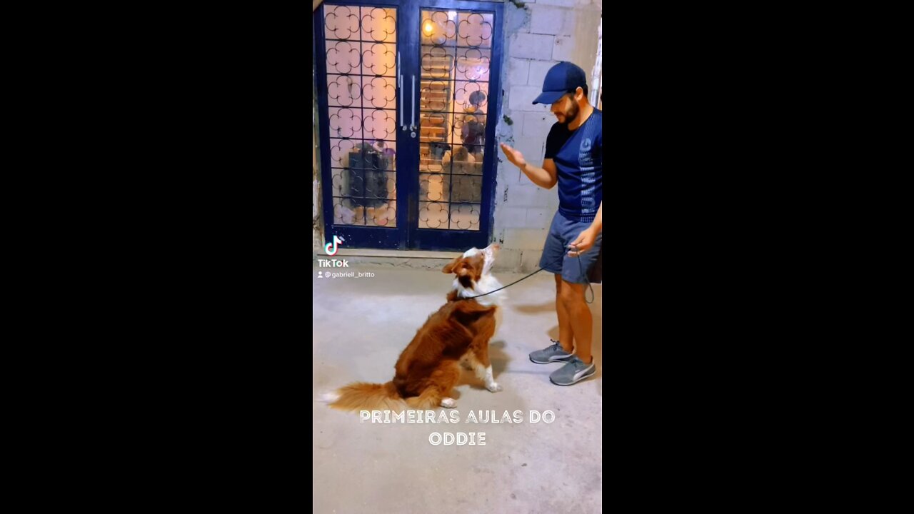 Adestramento Canino - FormaCão