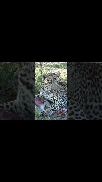 Leopard Saves His Meal From Approaching Hyena #shorts