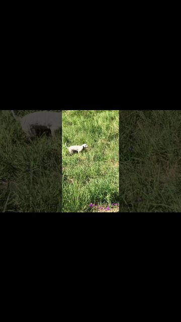 Cute little dog visits the farm