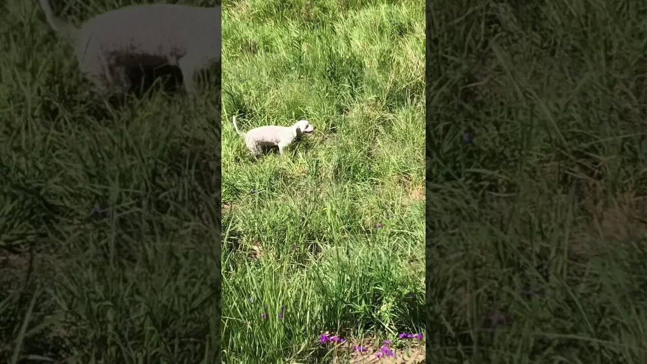 Cute little dog visits the farm