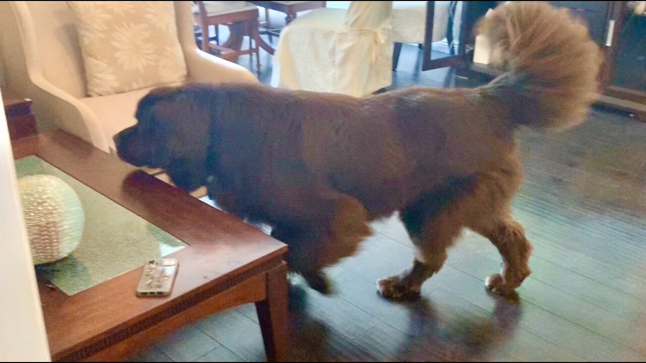 Huge puppy goes on an Easter egg treasure hunt