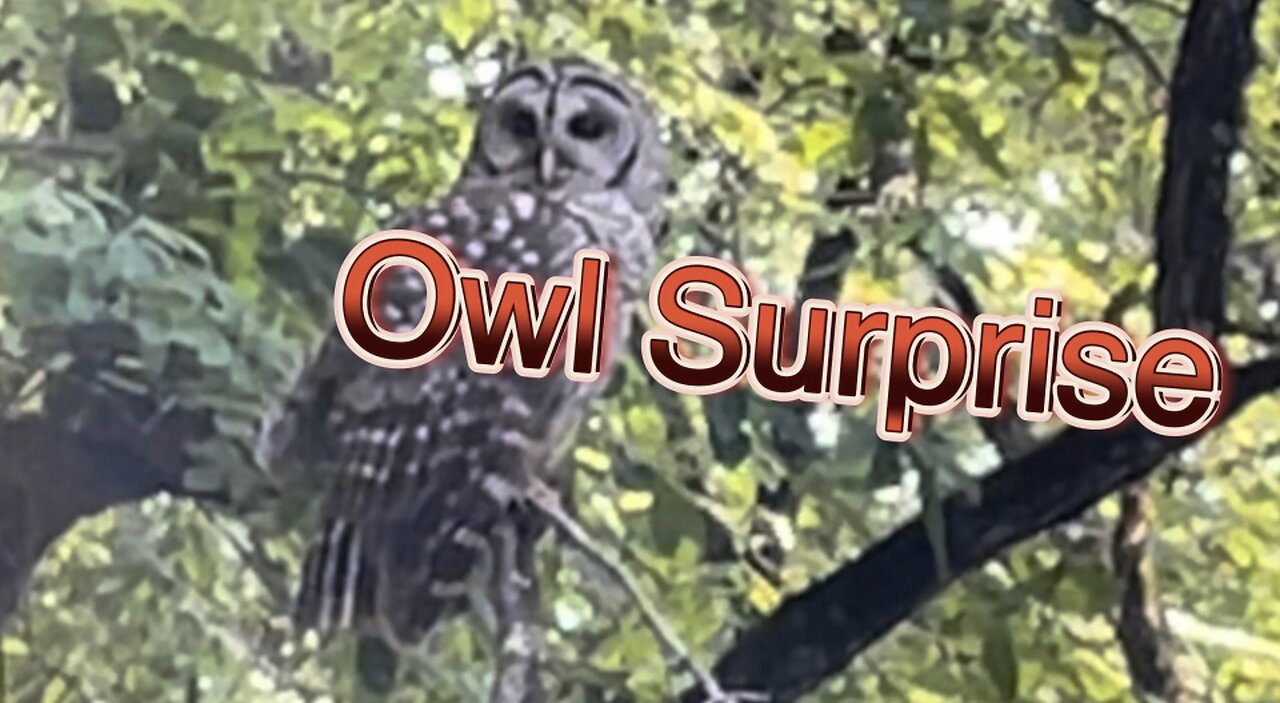 Owl Surprise!