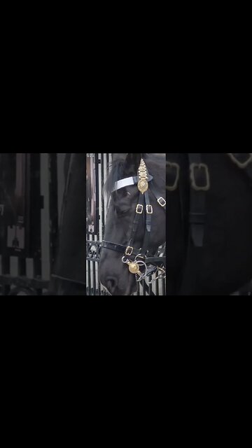 sleeping horse #horseguardsparade