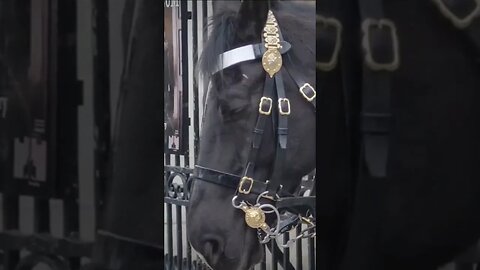 sleeping horse #horseguardsparade