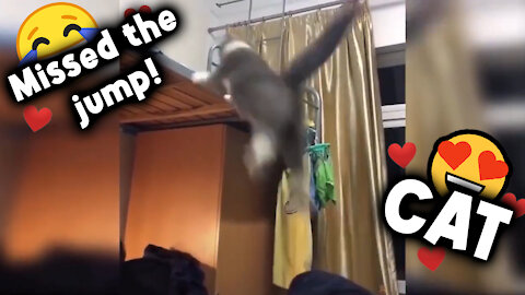 😂Cat Missed the Jump🤣