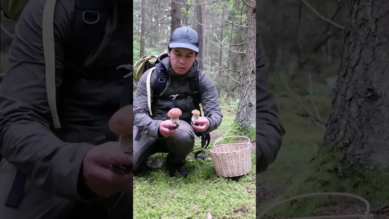 natures bounty #porcini #kingbolete #pennybun