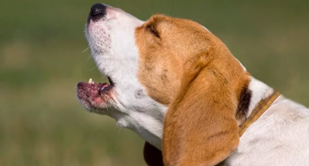 Top 10 dog barking videos compilation