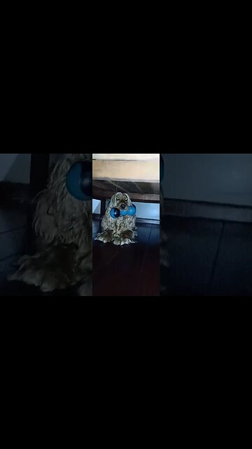 #dogshow , #animals , #dogs , #shorts