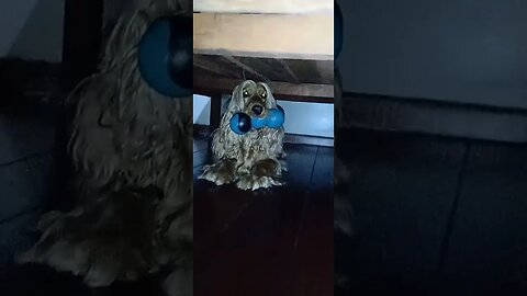 #dogshow , #animals , #dogs , #shorts