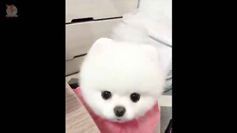 The cutest dogs in the world>