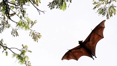 The Bat Elixir: Geneticists Suspect that the Flying Mammal Holds the Key to Extended Healthy Life