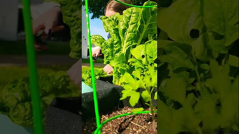 Garden ASMR part 3 Swiss Chard