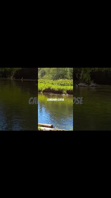 Just out for a swim and this happen. #geese #goose