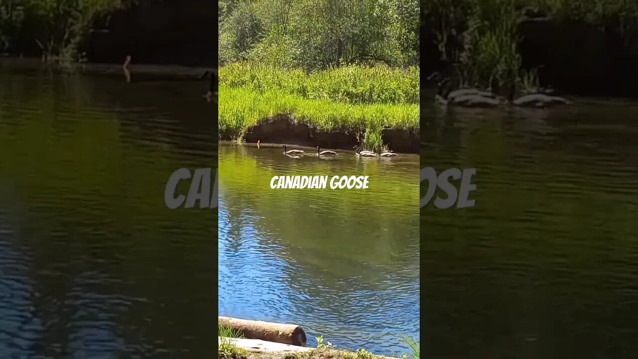 Just out for a swim and this happen. #geese #goose