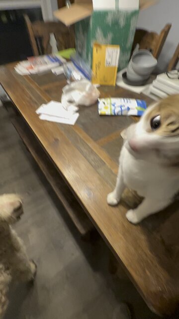 My Cat Can’t Take The Back Scratches