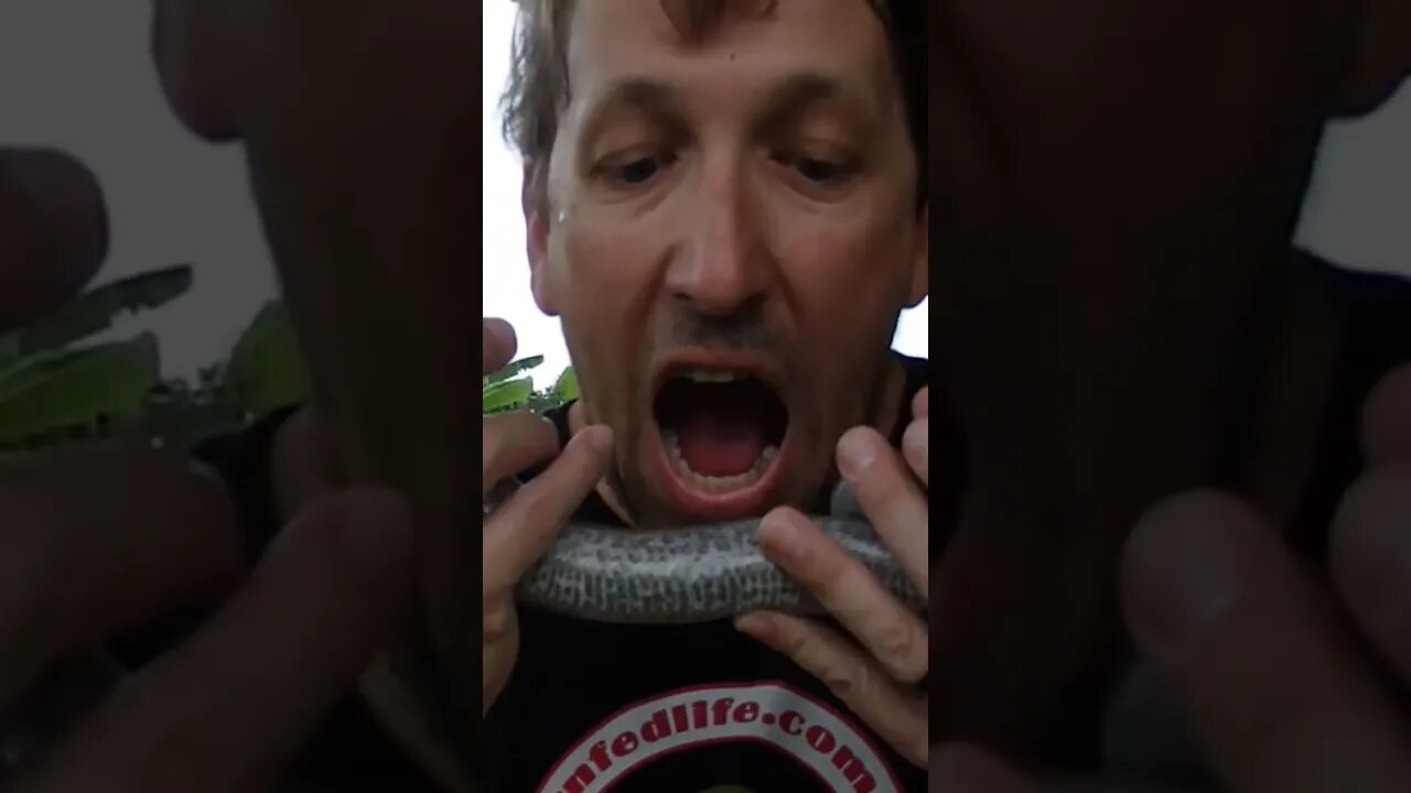 Biting A Live Snake... is a bad idea!