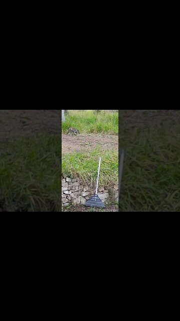 Some more Kangaroo's ( Wallabies )