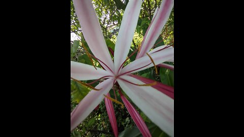 Beautiful Flowers in jungle