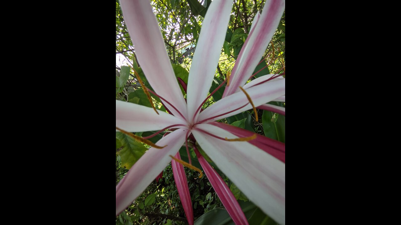 Beautiful Flowers in jungle