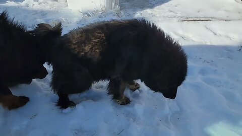 Ancient Guardians Farm aboriginal Tibetan Mastiff VS Chinese Tibetan Mastiff