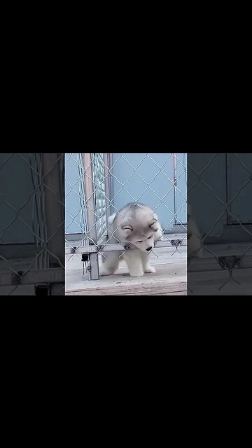 AWW Animals SOO Cute!#shorts #shorts #shortvideo #babyanimals #cuteanimals #animals