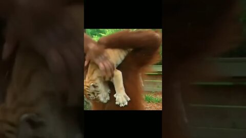 Monkey takes care of tiger cubs : Amazing World / ww legends