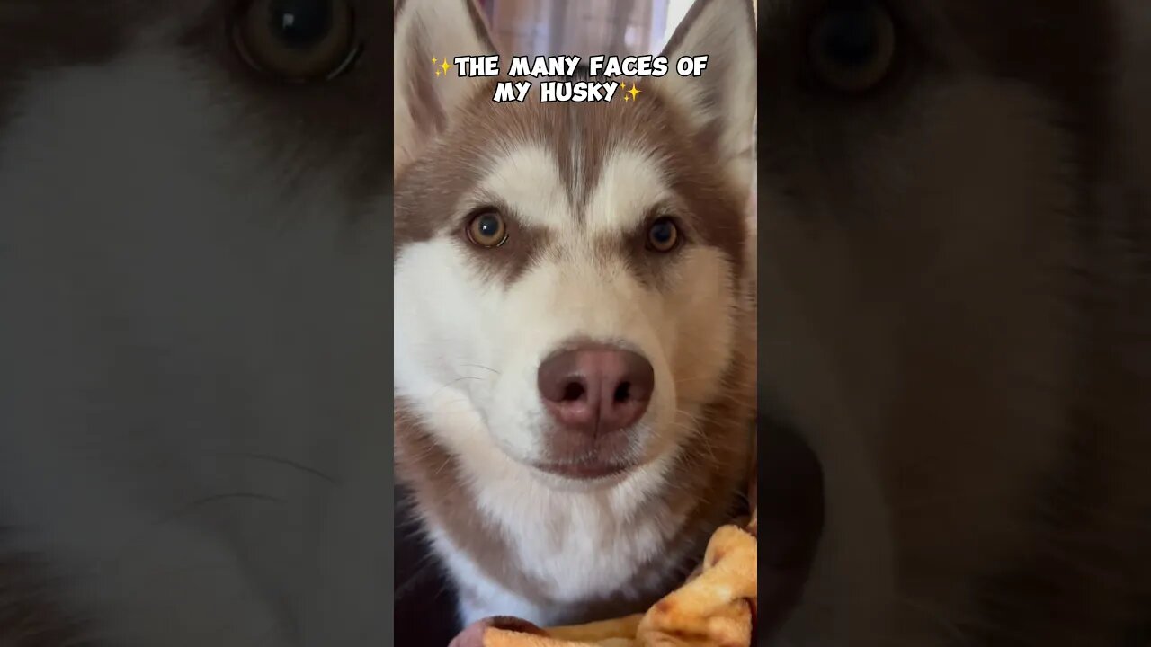 The many faces of my husky