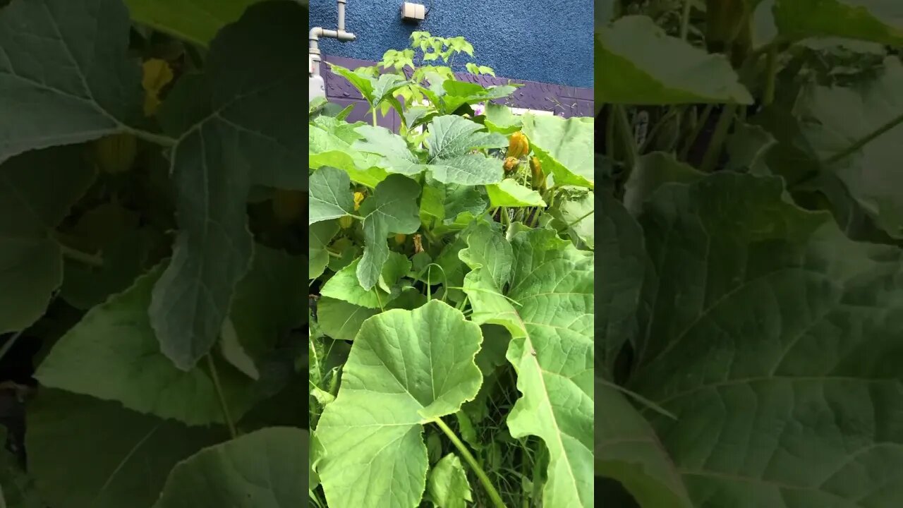 This grew out of an old Tire