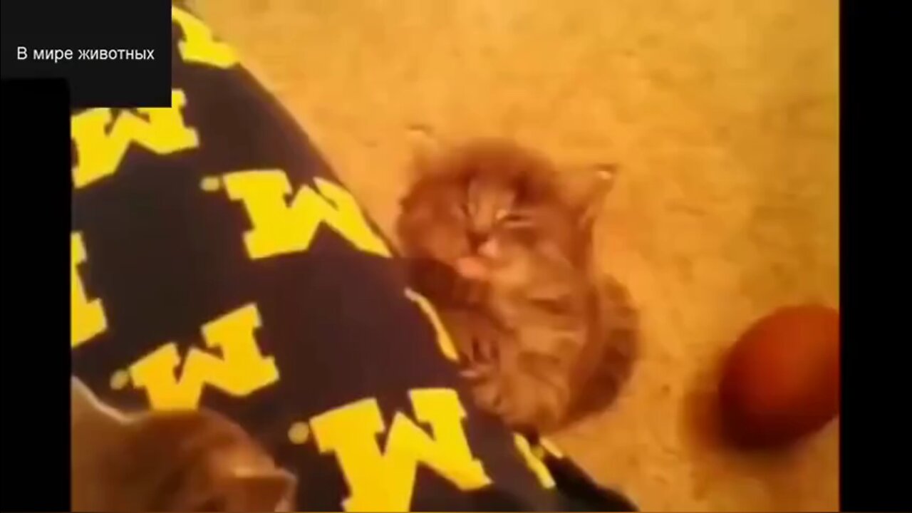 Cat: Master don't go, look at me