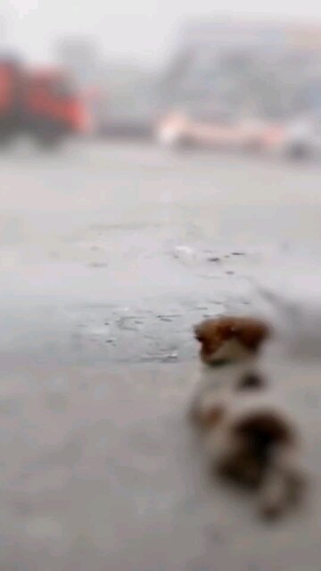 🌧️🐶 Just a little pup finding peace in the rain. #RainyDayVibes #PuppyLove #CalmAndCute