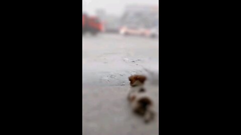 🌧️🐶 Just a little pup finding peace in the rain. #RainyDayVibes #PuppyLove #CalmAndCute